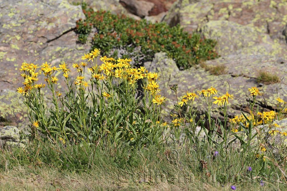 Senecio pyrenaicus vers Ordino-Arcalis (Andorre)