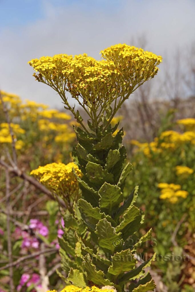 Senecio rigidus vers Silvermine (Afrique du Sud, Table Mountain National Parc)