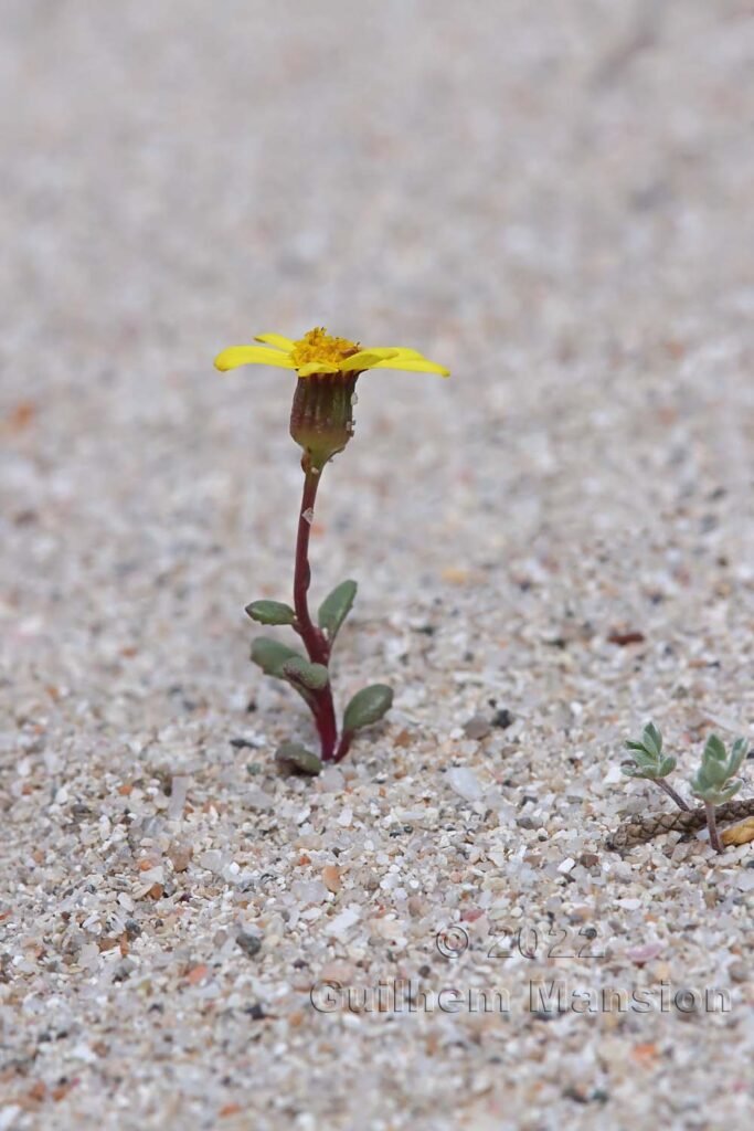 Senecio transiens dans la région de Bonifacio (France, Corse-du-Sud)