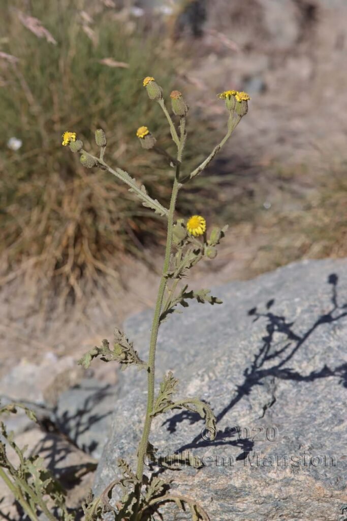 Senecio viscosus vers Zermatt (Suisse, Valais)