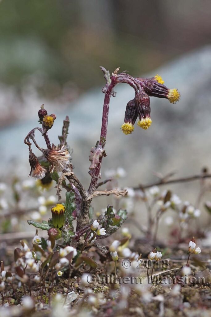Senecio vulgaris aux Follatères (Suisse, Valais)