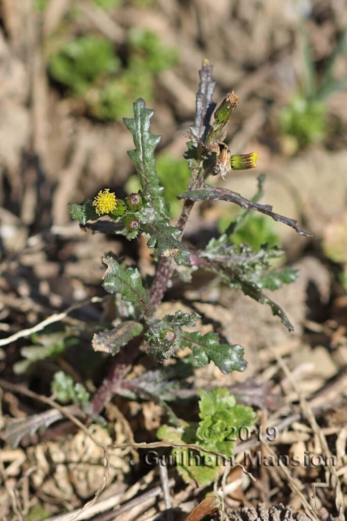 Senecio vulgaris vers Zurich-Seebach (Suisse)