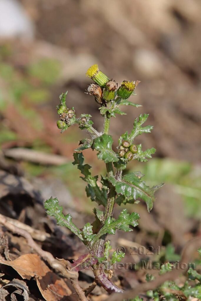Senecio vulgaris vers Baden (Suisse, Argovie)