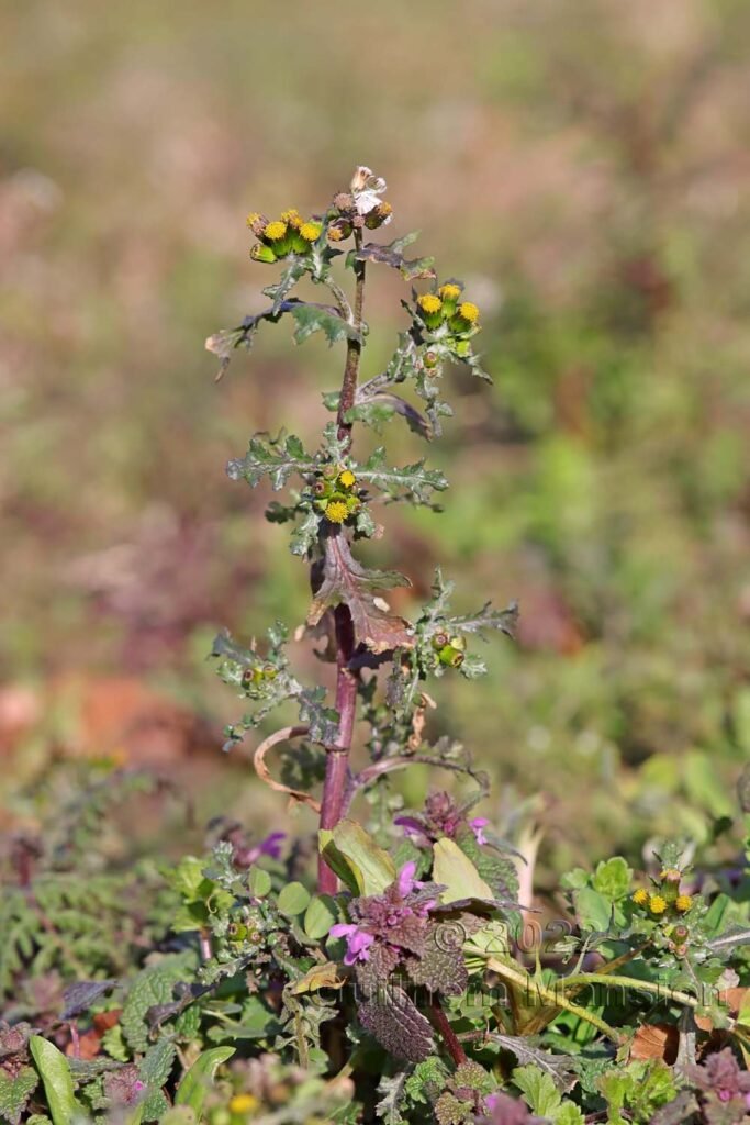 Senecio vulgaris vers Holderbank (Argovie, Suisse)