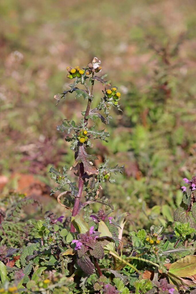 Senecio vulgaris vers Holderbank (Argovie, Suisse)