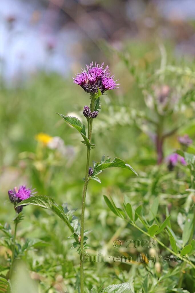 Serratula tinctoria vers La Dole (Suisse, Vaud)