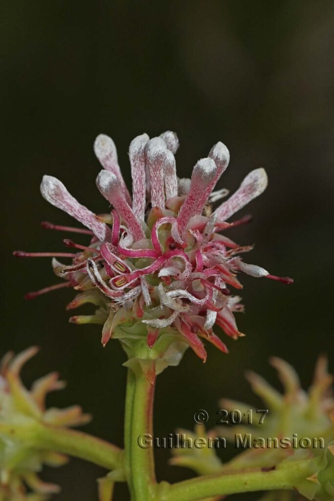 Serruria elongata vers Kleinmond (Afrique du Sud)