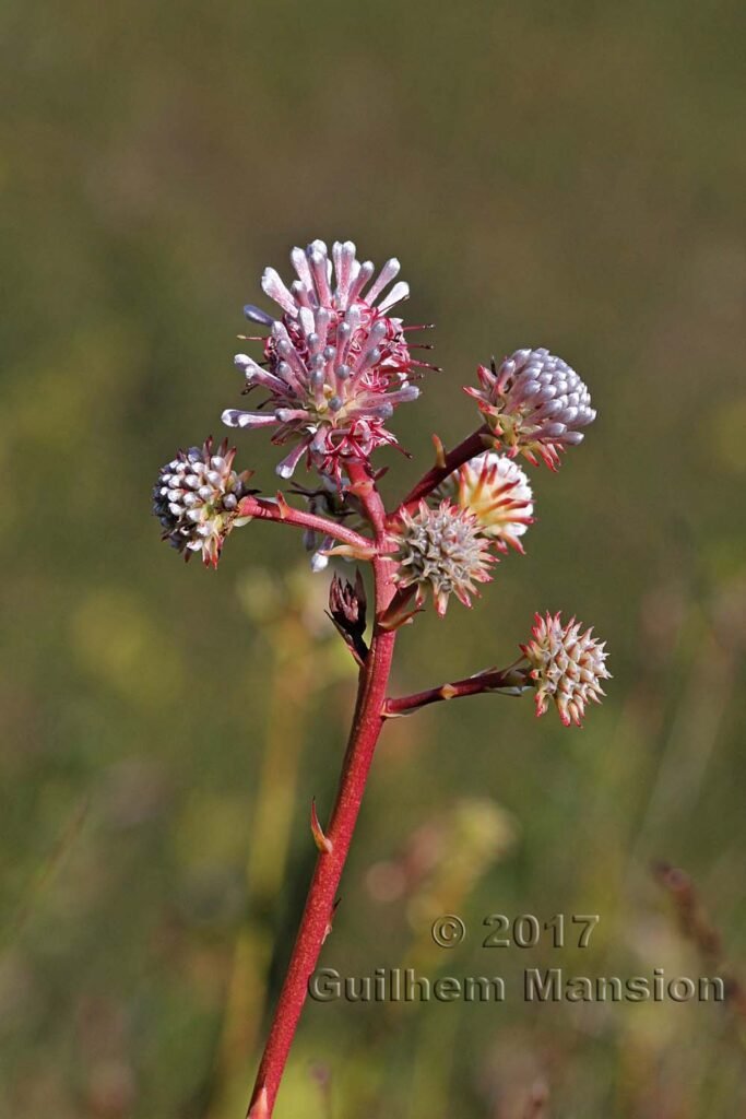 Serruria elongata vers Kleinmond (Afrique du Sud)