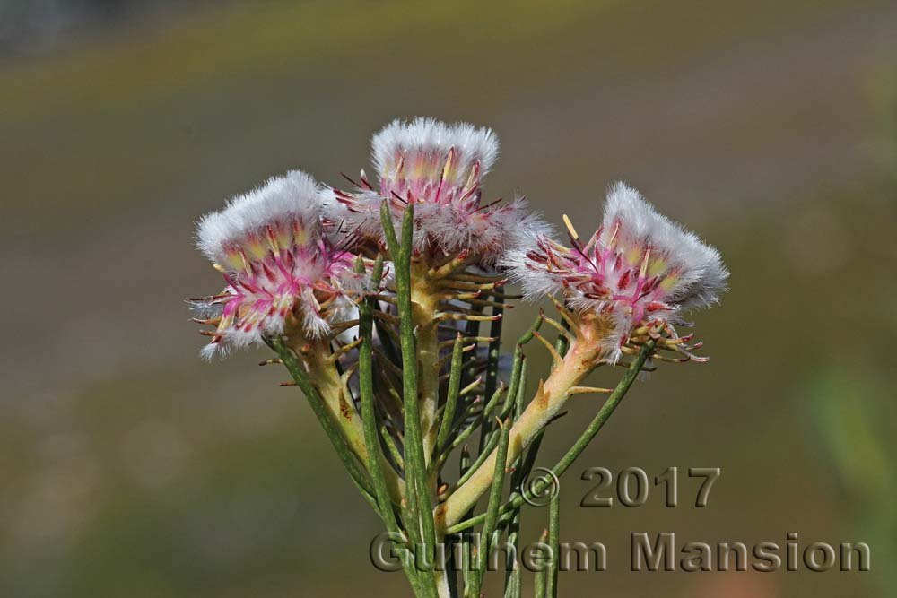 Serruria furcellata vers Kleinmond (Afrique du Sud)