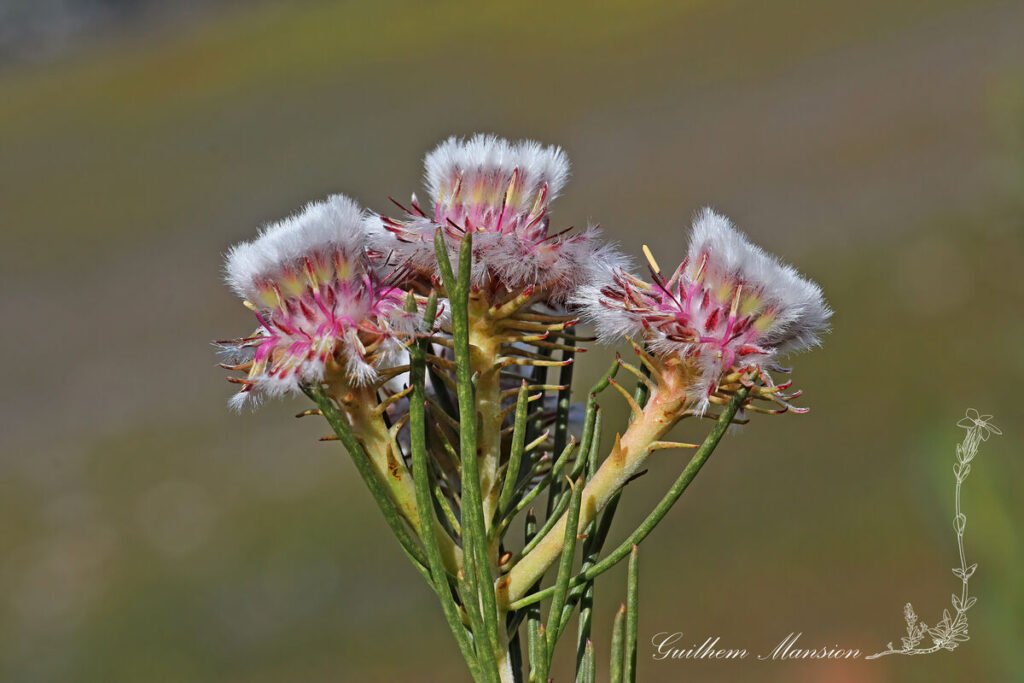 Serruria furcellata vers Kleinmond (Afrique du Sud)