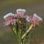 Serruria furcellata au-dessus de Kleinmond (Afrique du Sud)