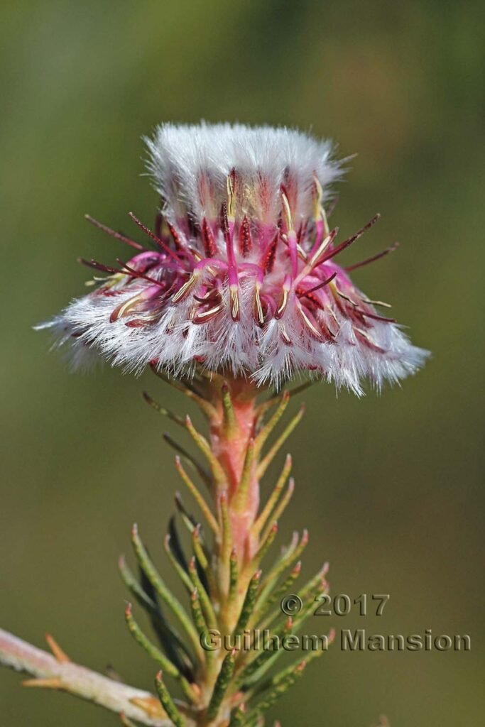 Serruria furcellata vers Kleinmond (Afrique du Sud)