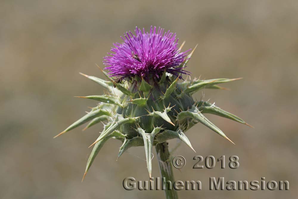Silybum marianum dans les environs de Cadix (Espagne, Andalousie)
