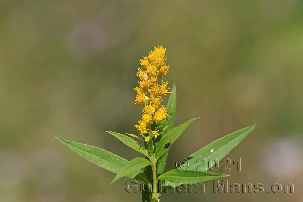 Solidago canadensis sur le massif du Born près d'Olten (Suisse, Soleure)