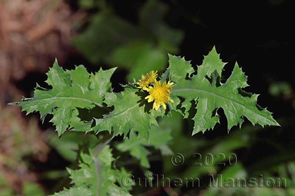 Sonchus asper sur les Laegern (Suisse, Zurich)