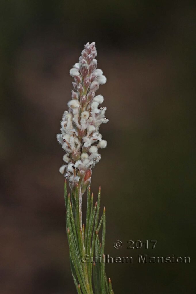 Spatalla curvifolia vers Kleinmond (Afrique du Sud)