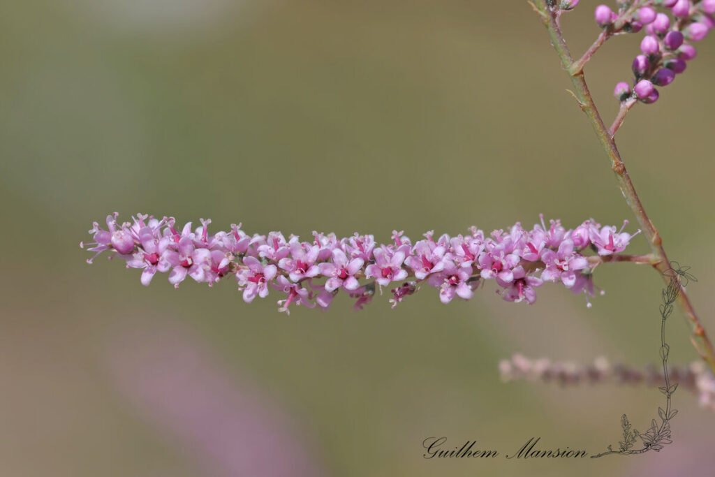 Tamarix africana à Roya (France, Haute-Corse)