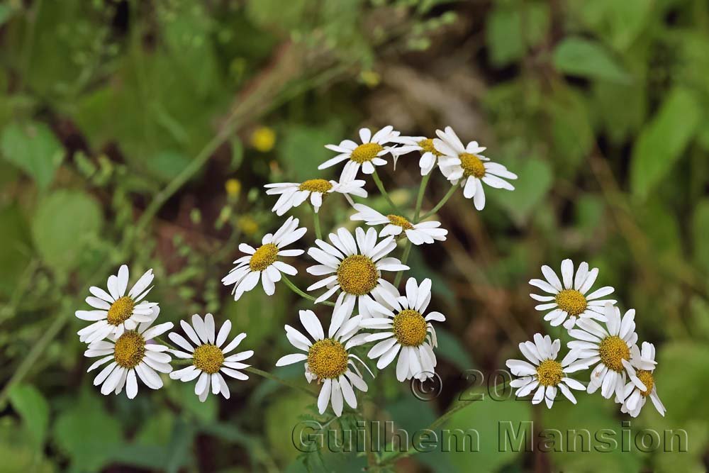 Tanacetum corymbosum vers Aarburg (Suisse, Argovie)