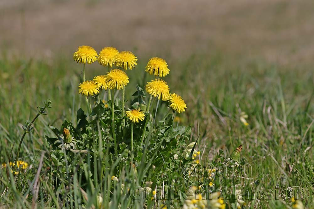 Taraxacum officinale vers Kloten (Suisse, Zurich)