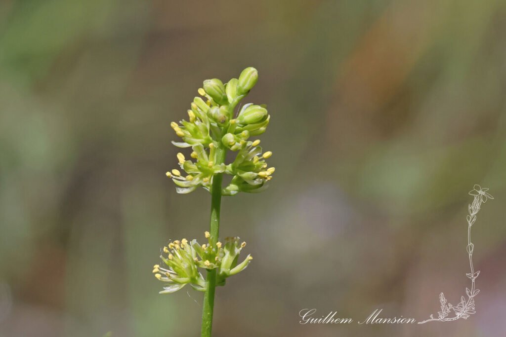 Tofieldia calyculata vers Kandersteg (Suisse, Berne)