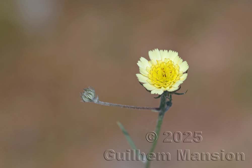 Tolpis umbellata dans la Serra di Pigno (France, Haute-Corse)