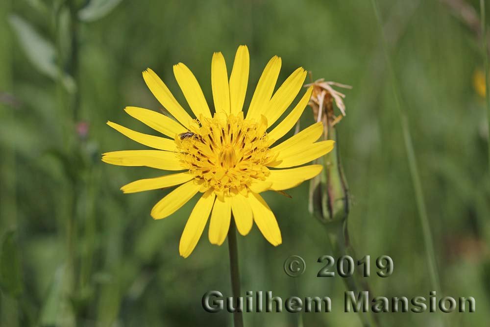 Tragopogon pratensis vers Villnachern (Suisse, Argovie)