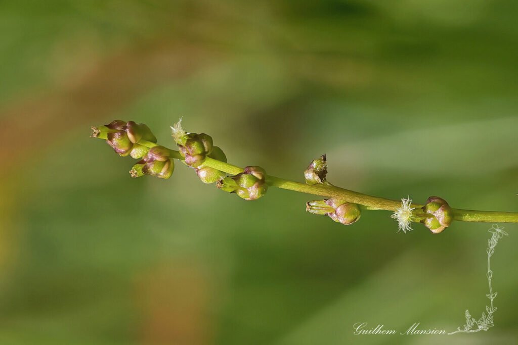 Triglochin palustris vers Zinal (Suisse, Valais)