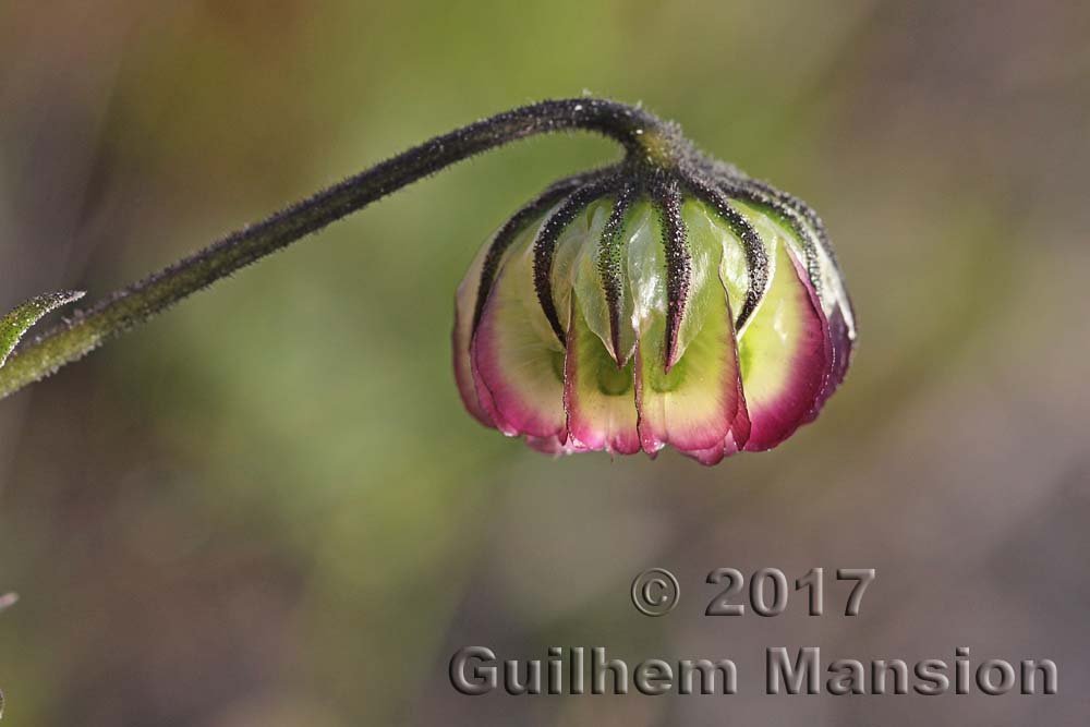 Tripteris sp. vers Yzerfontein (Afrique du Sud)