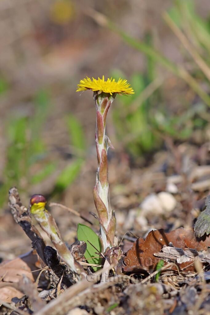 Tussilago farfara vers Aarburg (Suisse, Argovie)