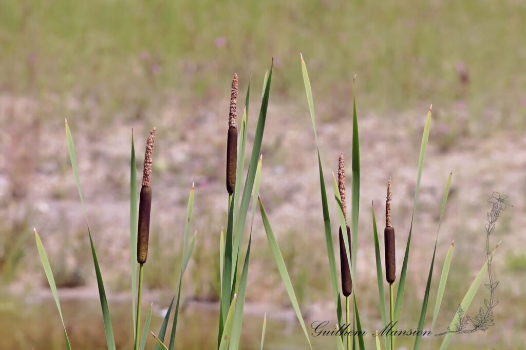 Typha latifolia vers Meilen (Suisse, Zurich)