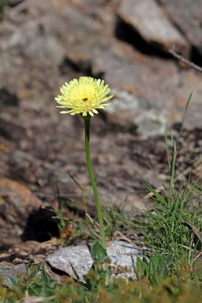Urospermum dalechampii au Monte Stello (France, Haute-Corse)