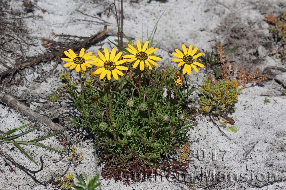 Ursinia anthemoides à Table Mountain National Park (Afrique du Sud)