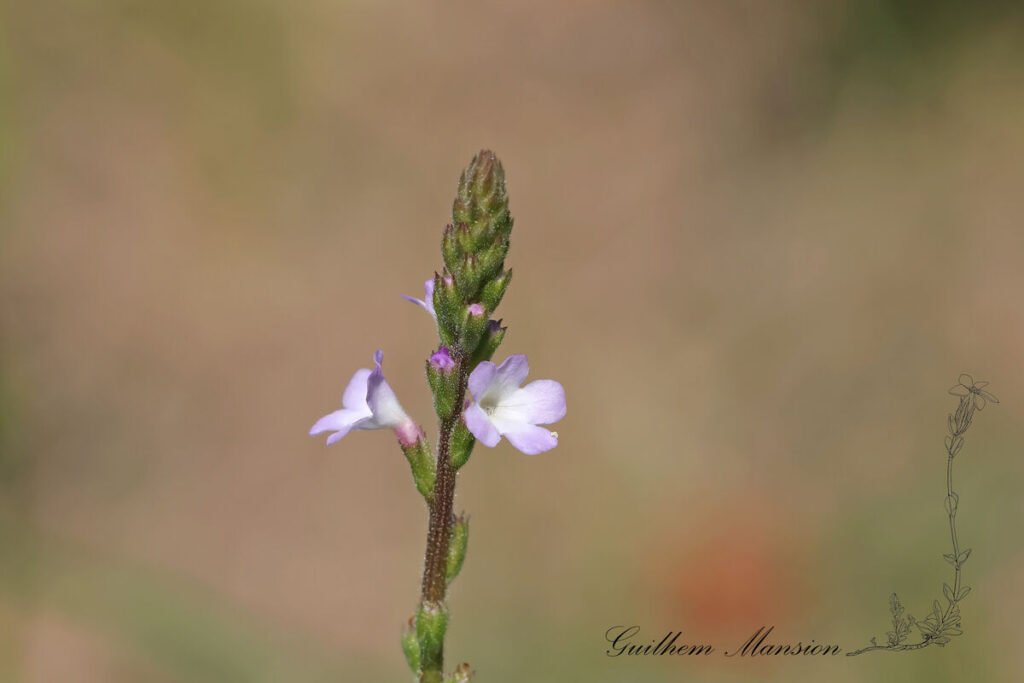 Verbena officinalis à Aarburg (Suisse, Argovie)
