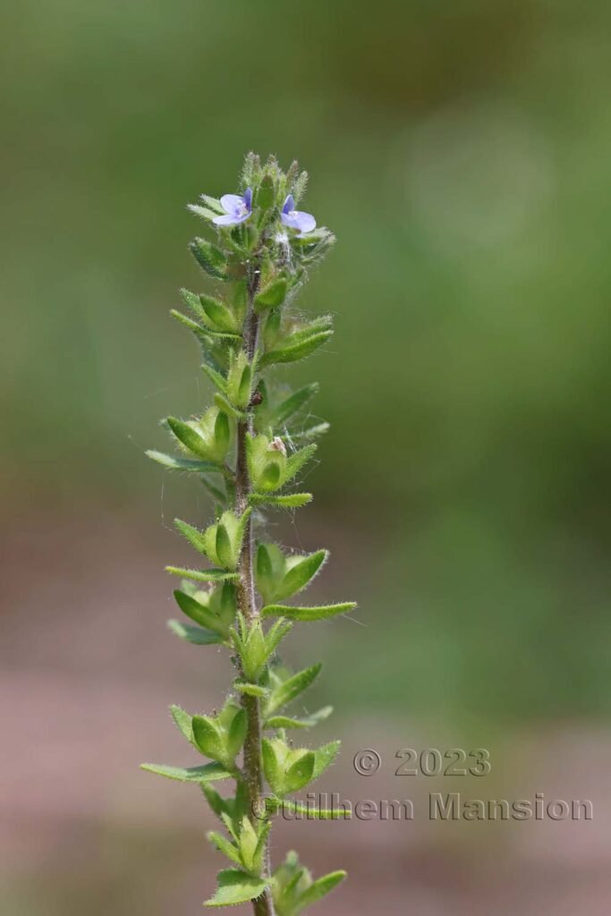 Veronica arvensis aux Follatères (Suisse, Valais)