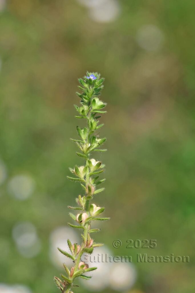 Veronica arvensis dans la Serra di Pigno (France, Haute-Corse)