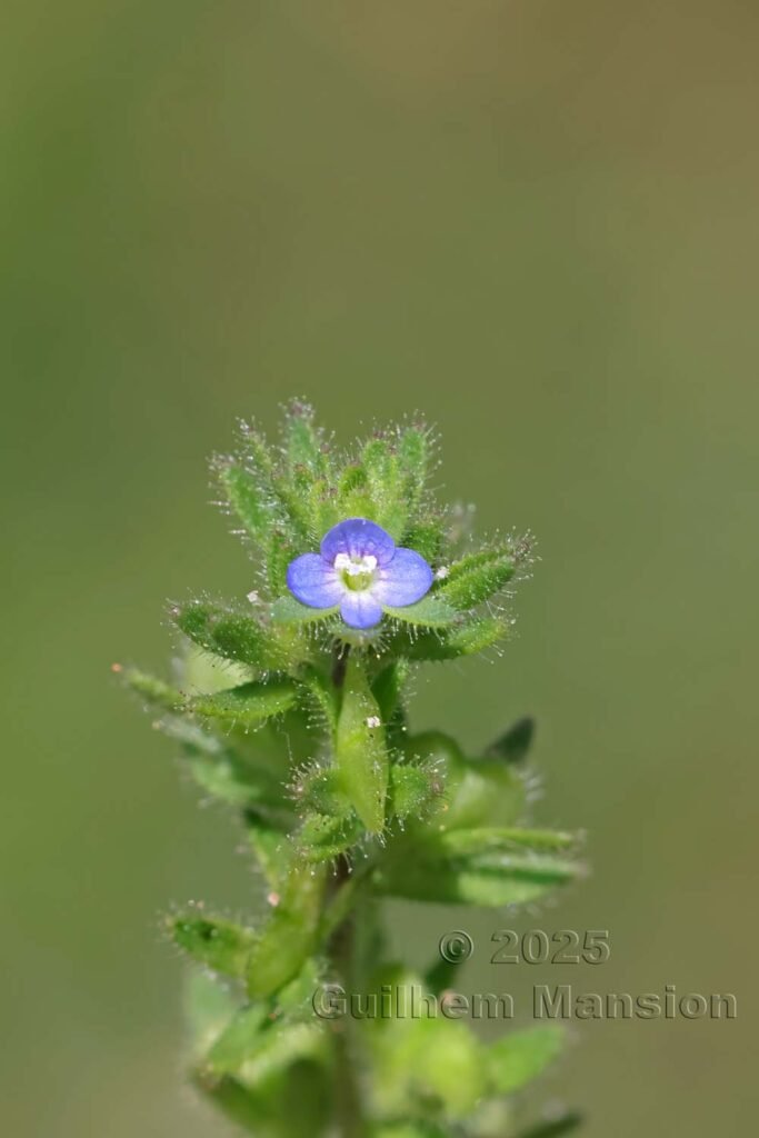 Veronica arvensis dans la Serra di Pigno (France, Haute-Corse)