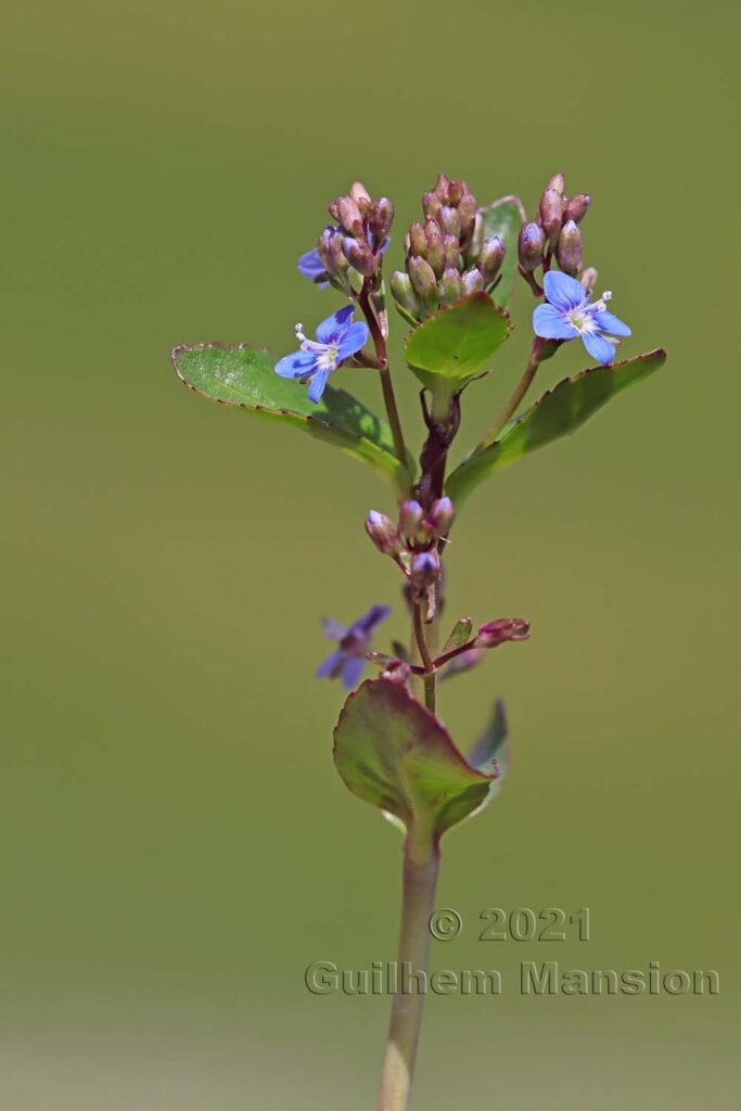 Veronica beccabunga dans la région de l'Entlebuch (Suisse, Lucerne)