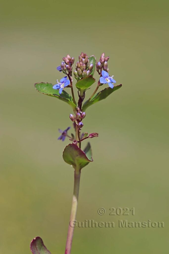 Veronica beccabunga dans la région de l'Entlebuch (Suisse, Lucerne)