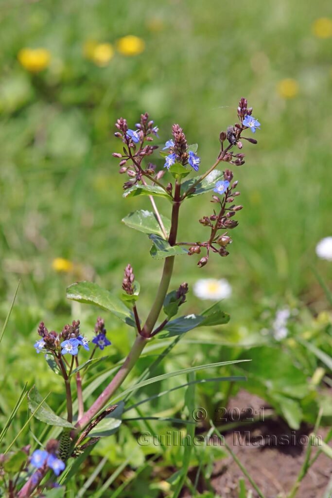 Veronica beccabunga dans la région de l'Entlebuch (Suisse, Lucerne)