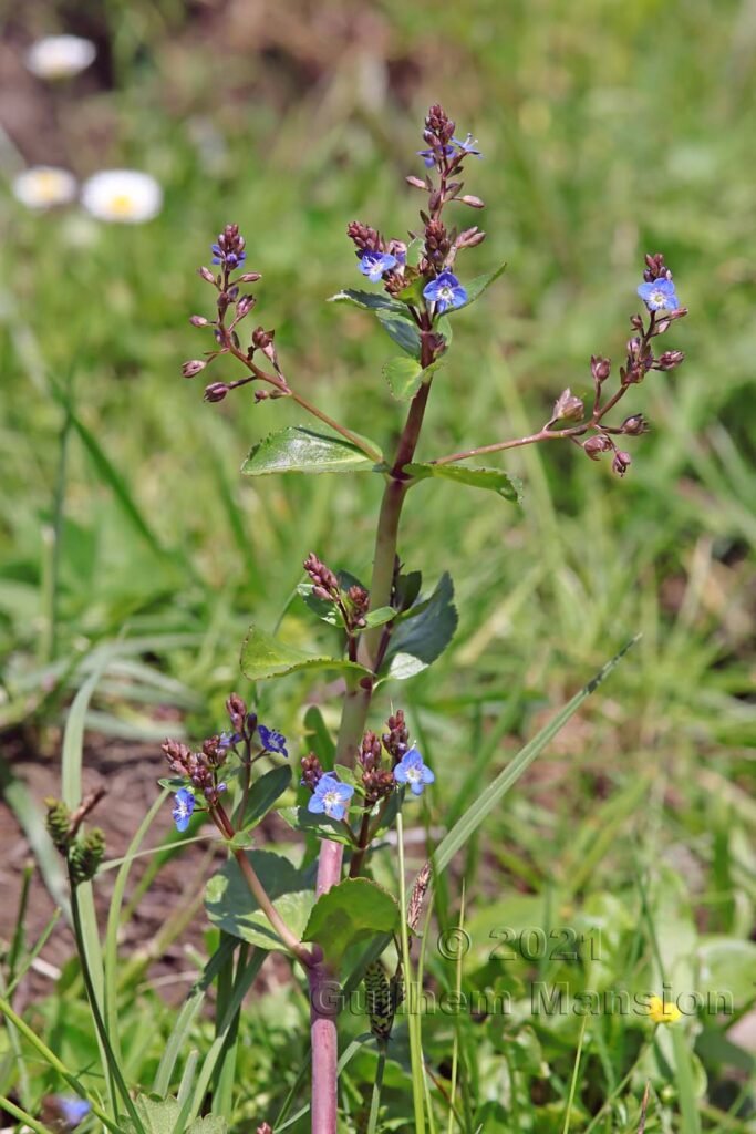 Veronica beccabunga dans la région de l'Entlebuch (Suisse, Lucerne)