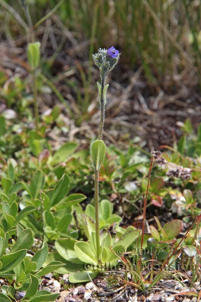Veronica bellidioides vers Ennanda (Suisse, Glaris)