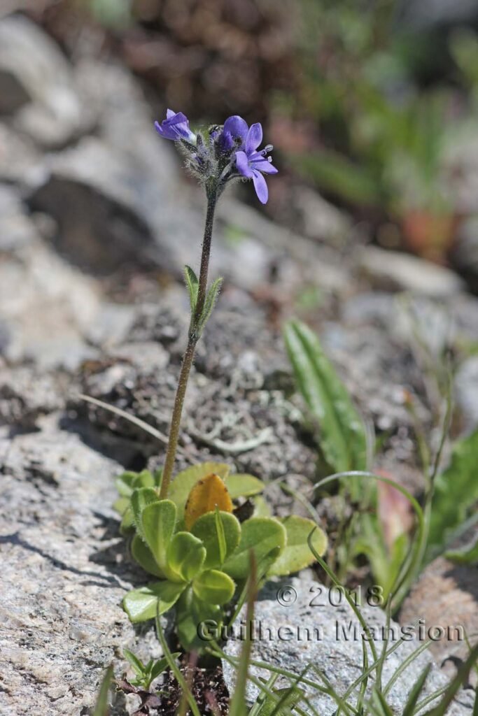 Veronica bellidioides vers la Tzoumaz (Suisse, Valais)