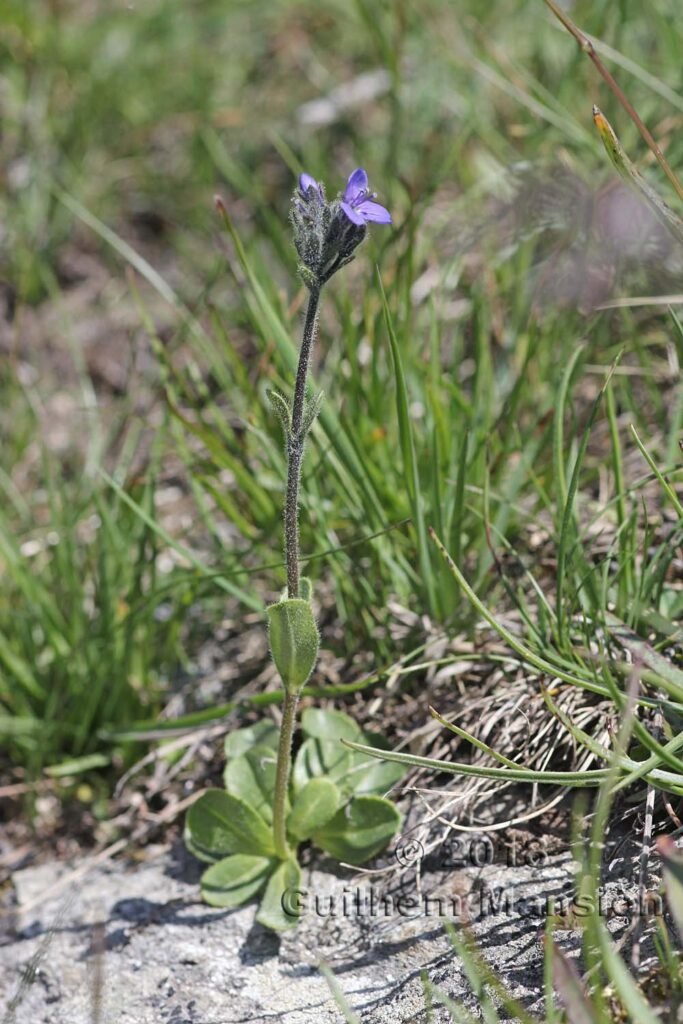Veronica bellidioides au-dessus de Verbier (Suisse, Valais)