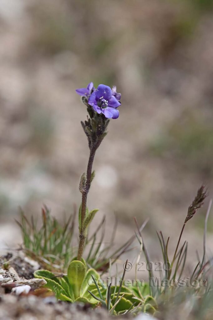 Veronica bellidioides vers Zermatt (Suisse, Valais)