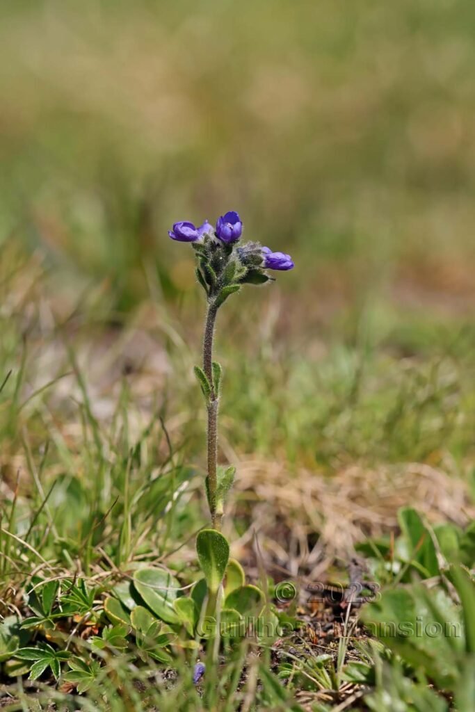 Veronica bellidioides vers Sorebois (Zinal, Suisse)