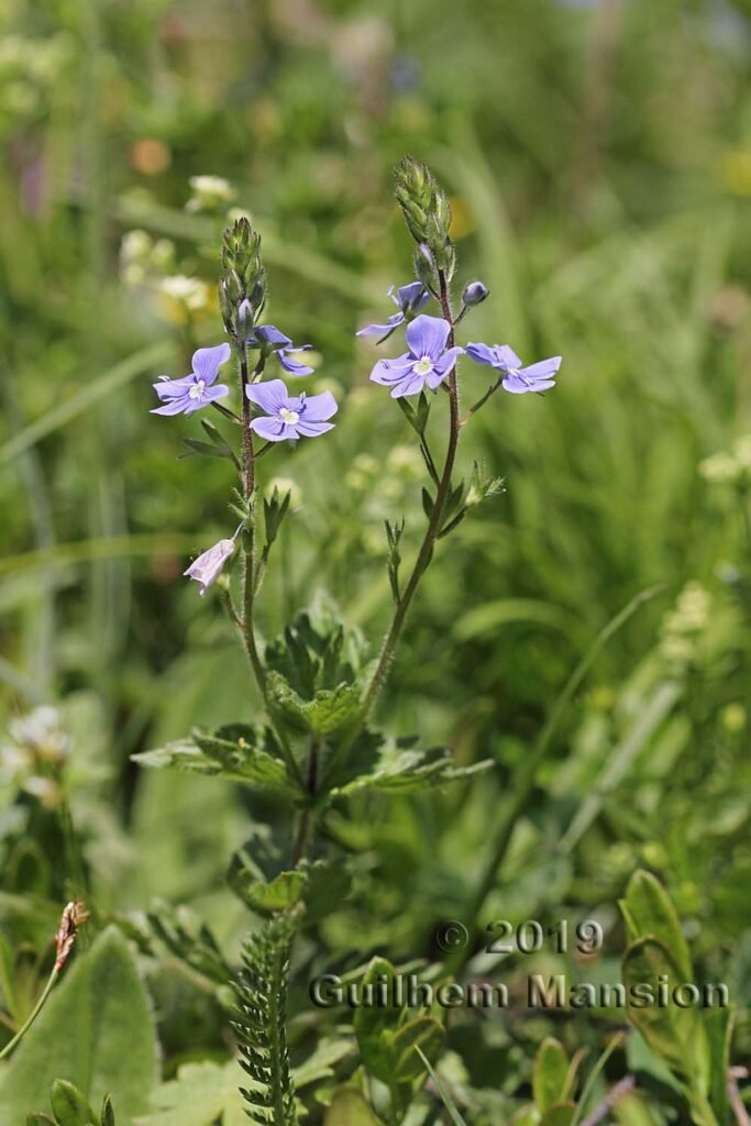 Veronica chamaedrys vers Oeschinensee (Suisse, Berne)