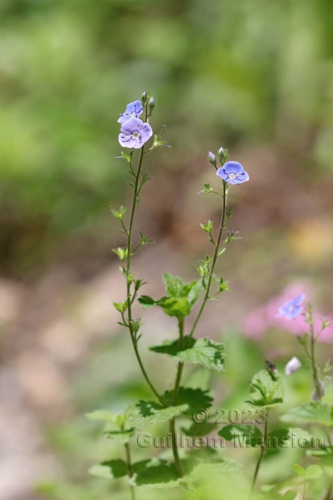 Veronica chamaedrys aux Follatères (Suisse, Valais)