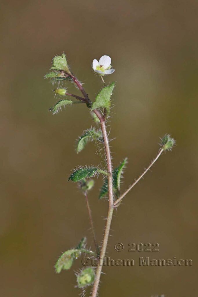 Veronica cymbalaria vers Bonifacio (France, Corse-du-Sud)