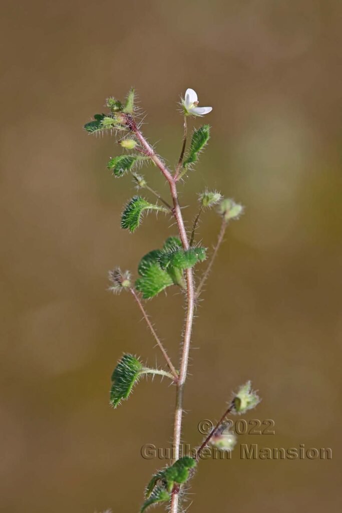 Veronica cymbalaria vers Bonifacio (France, Corse-du-Sud)