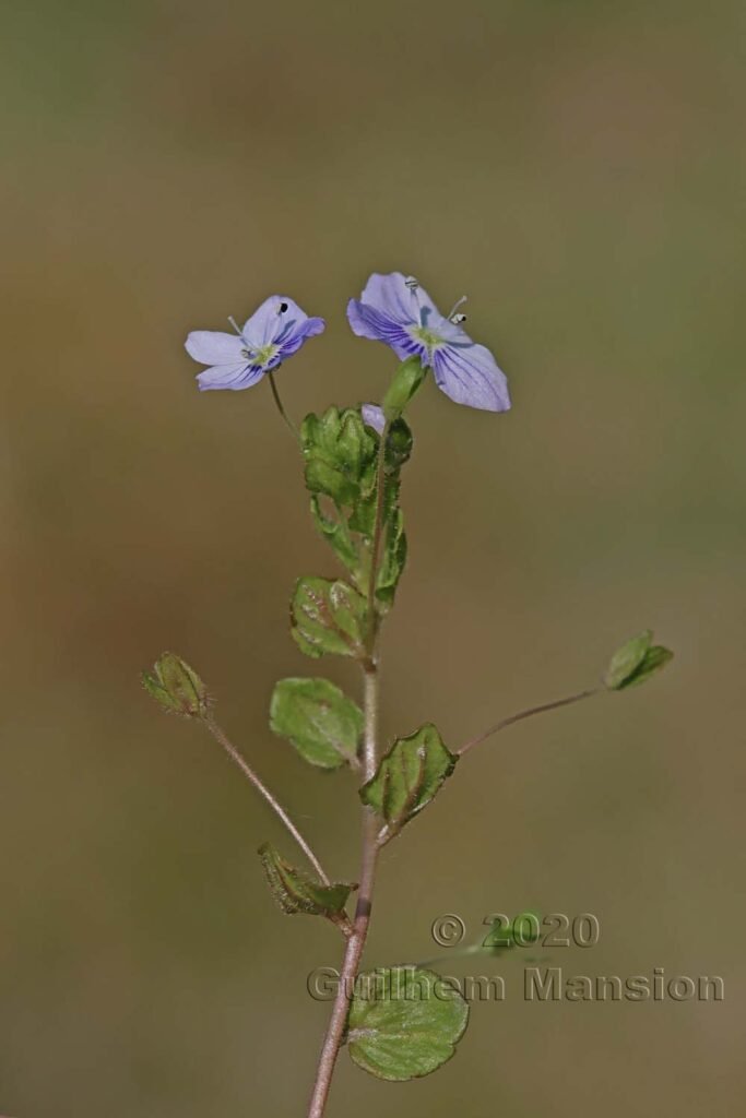 Veronica filiformis à Zurich-Hoenggerberg (Suisse)